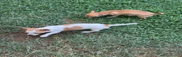 Chihuahua cani in vendita: Vendita chihuaua - Annuncio 4