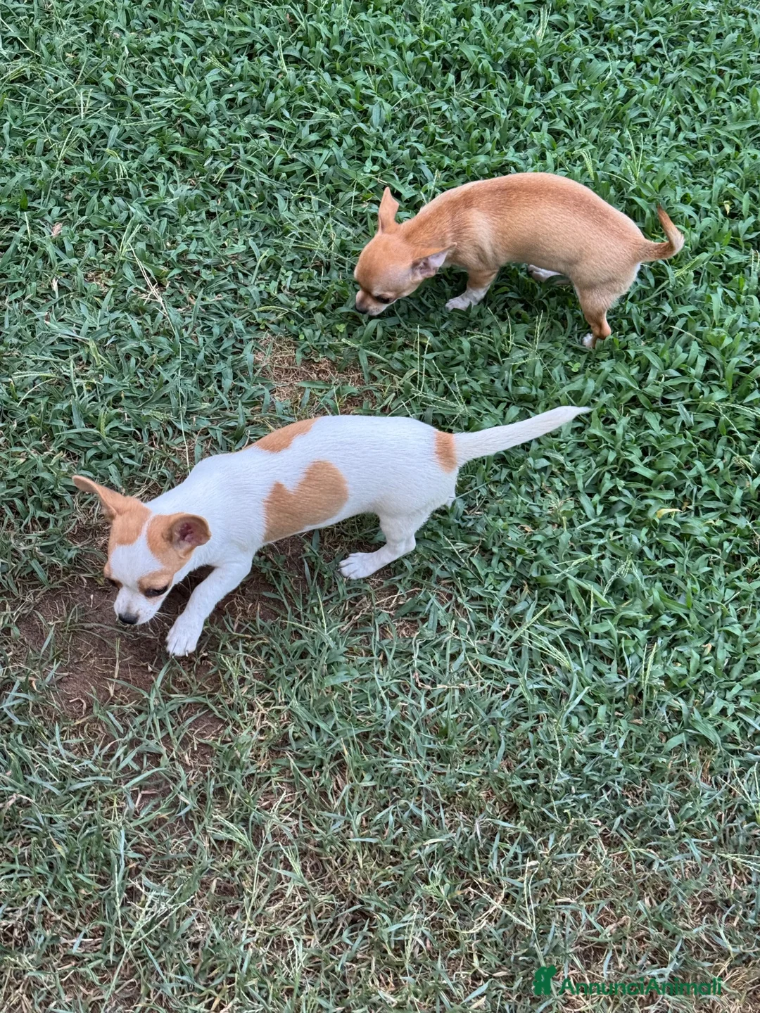 Chihuahua cani in vendita: Vendita chihuaua - Annuncio 4
