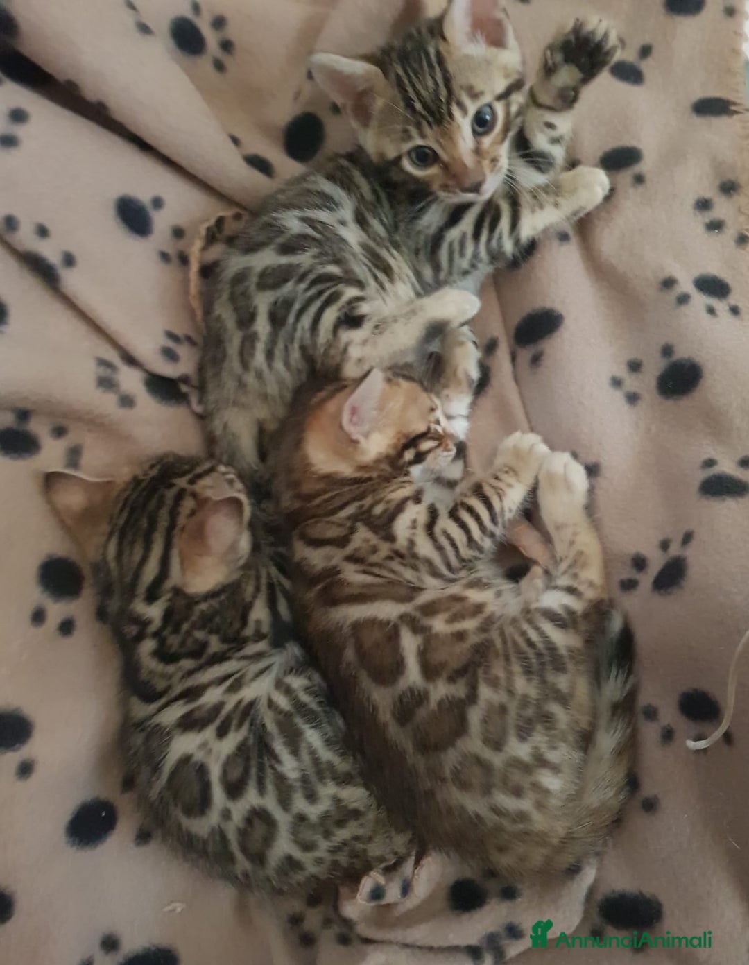 Bengala gatti in vendita: dolcissimi cuccioli di Bengala con pedigree  - Annuncio 8