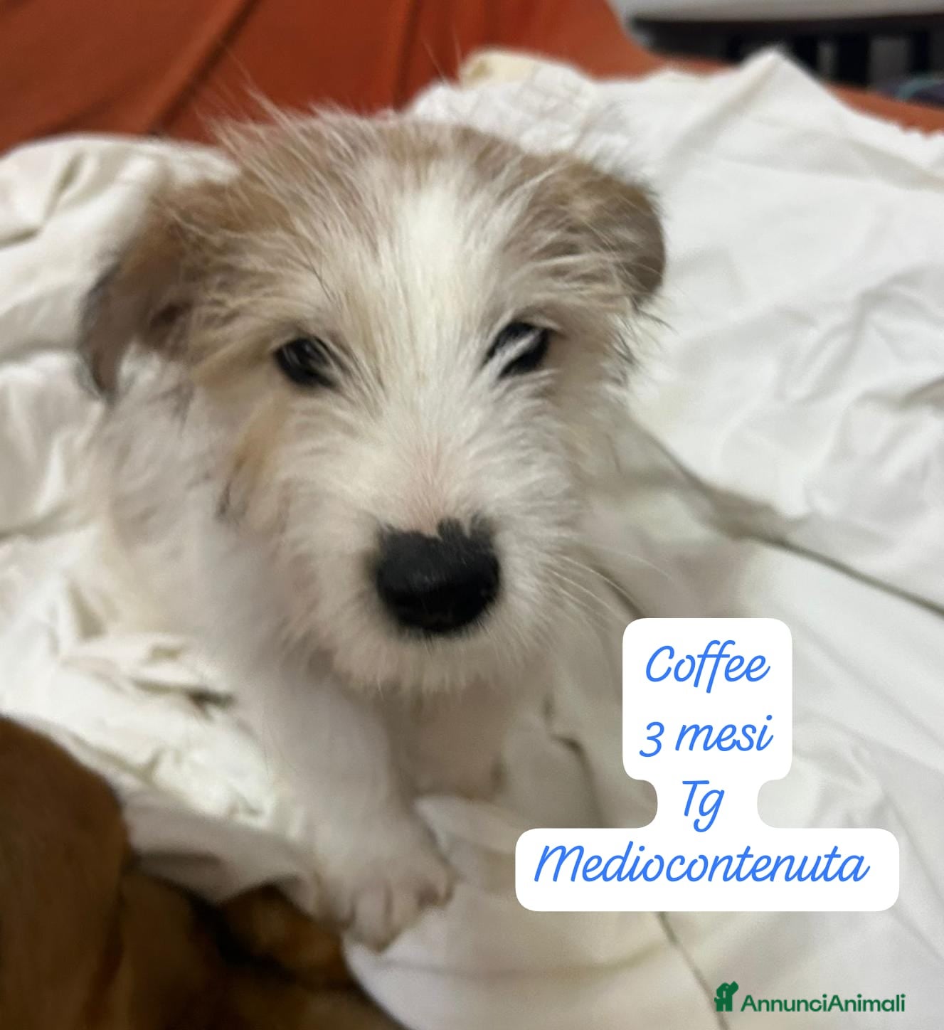 Meticcio cani Cuccioli, non hanno chiesto di nascere  - Annuncio 32