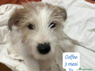 Meticcio cani Cuccioli, non hanno chiesto di nascere - Annuncio 32