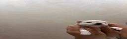 Chihuahua cani in vendita: Cucciolo di chihuahua  - Annuncio 2