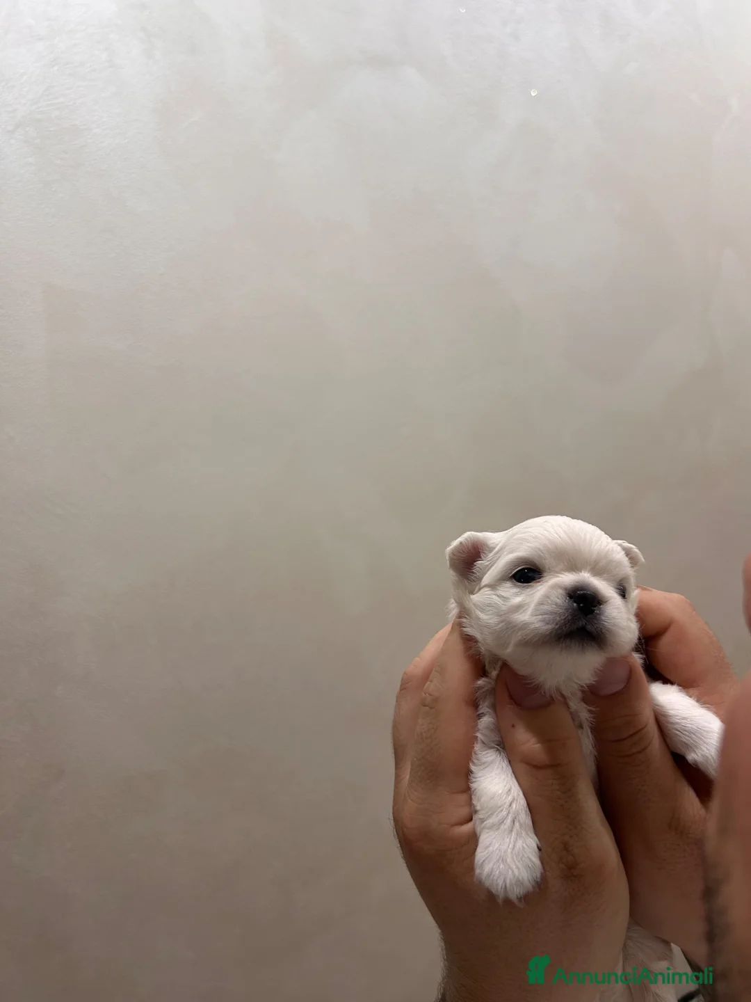 Chihuahua cani in vendita: Cucciolo di chihuahua  - Annuncio 2