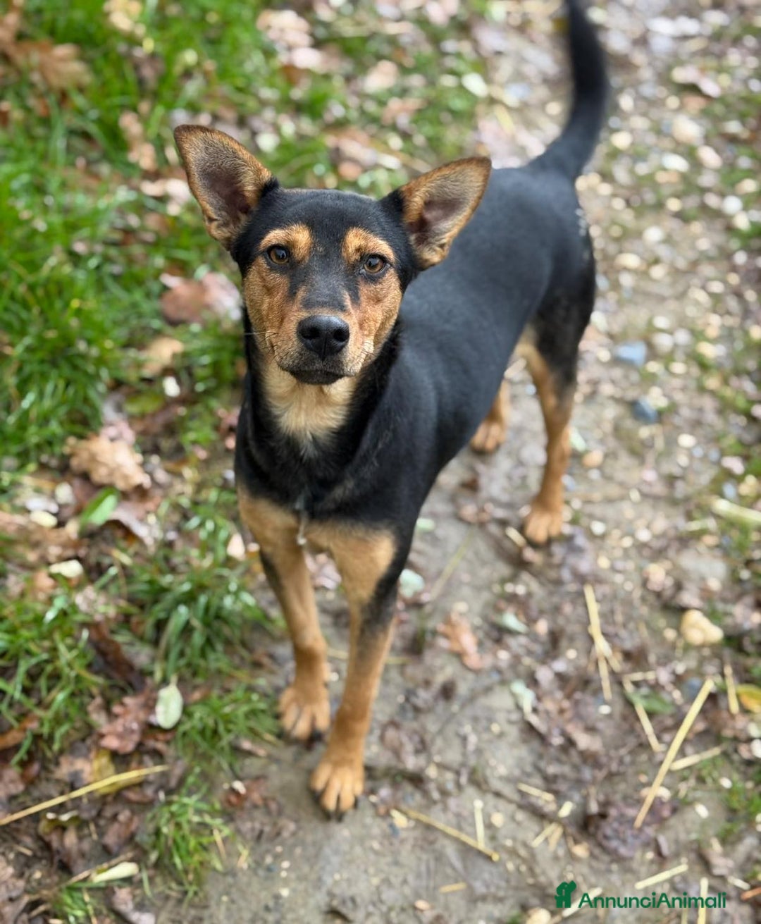 Meticcio cani in regalo: ENA, simpaticissima orecchiona! TAGLIA PICCOLA - Annuncio 2