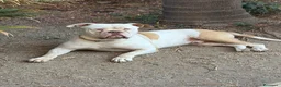 Bulldog cani in vendita: Cuccioli di bulldog americano  a Libero consorzio comunale di Agrigento - Annuncio 26