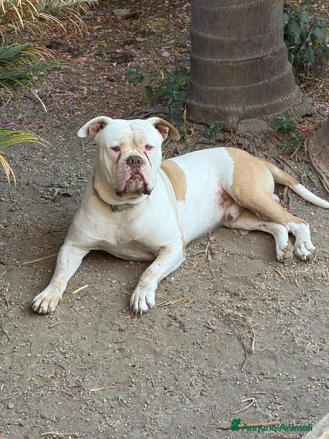 Bulldog cani in vendita: Cuccioli di bulldog americano  a Libero consorzio comunale di Agrigento - Annuncio 26