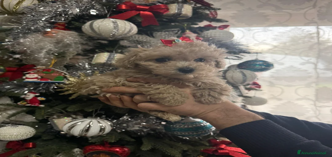 Immagine della galleria {{count}}