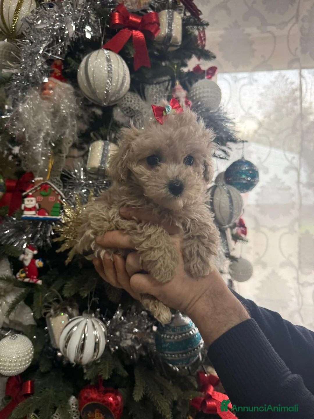 Immagine della galleria {{count}}