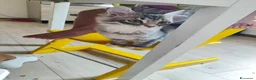 Siberiano gatti in vendita: Cucciola siberiana in vendita  - Annuncio 2