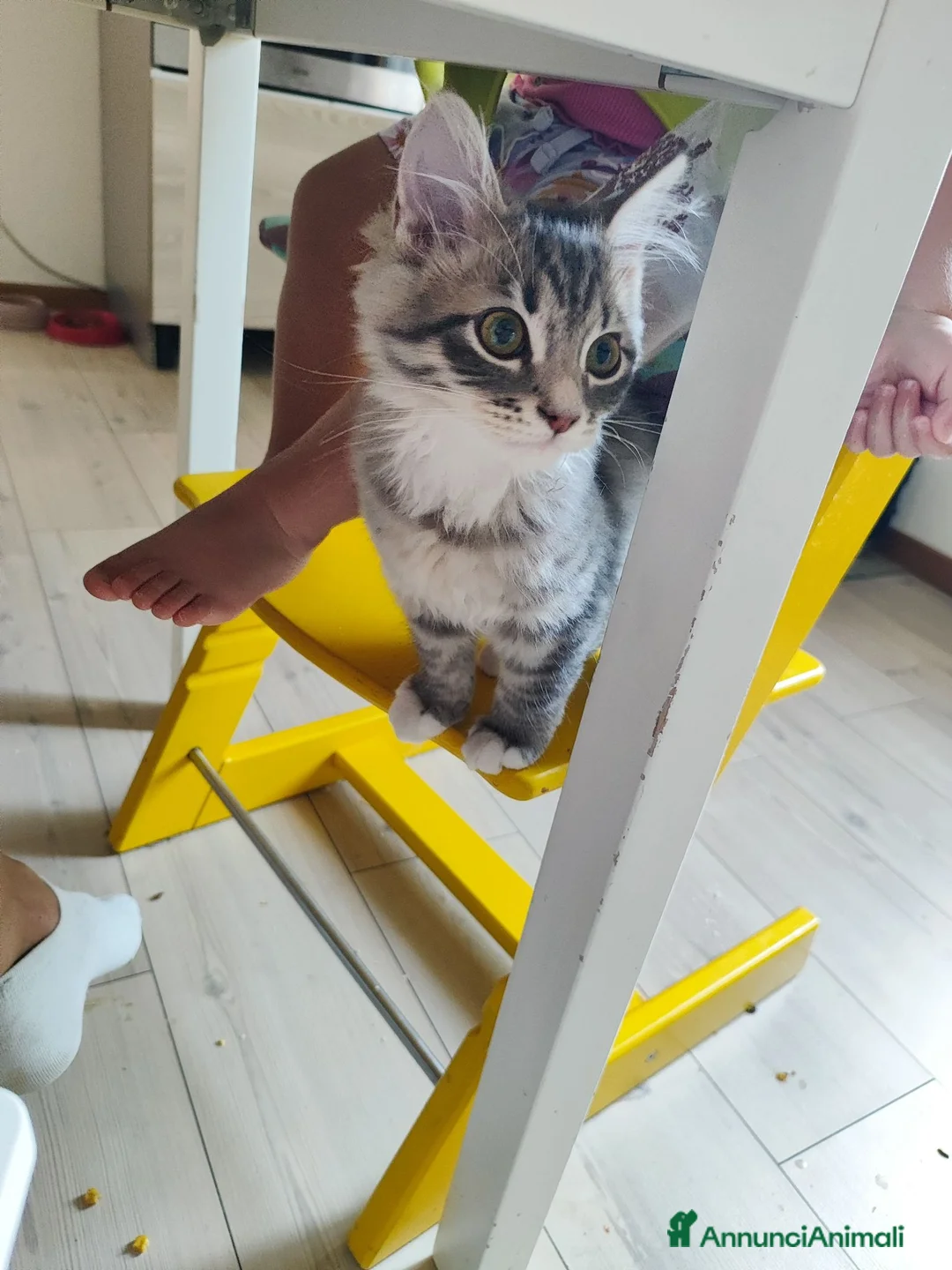 Siberiano gatti in vendita: Cucciola siberiana in vendita  - Annuncio 2