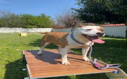 American Staffordshire cani in regalo: MAYA BELLISSIMA AMSTAFF a Città metropolitana di Milano - Immagine 6