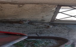 Altre razze gatti in regalo: In adozione a Provincia di Salerno - Immagine 3