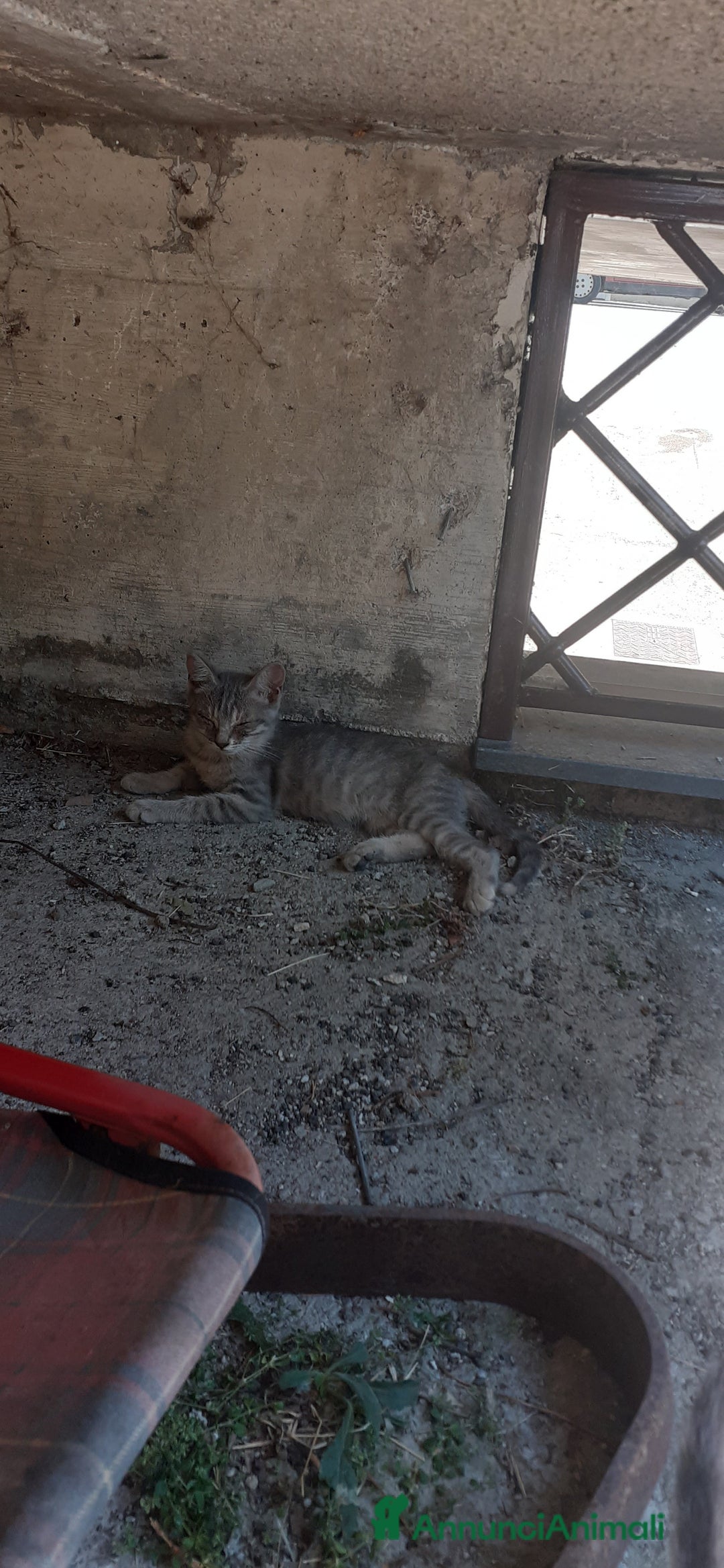 Altre razze gatti in regalo: In adozione a Provincia di Salerno - Immagine 3