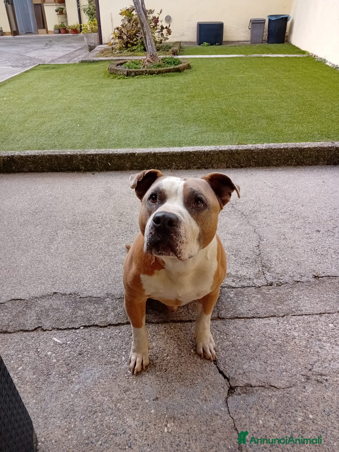 American Staffordshire cani in regalo: Amstaff 9 anni - Annuncio 3
