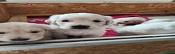 Golden Retriever cani in vendita: cuccioli golden retriever - Annuncio 2