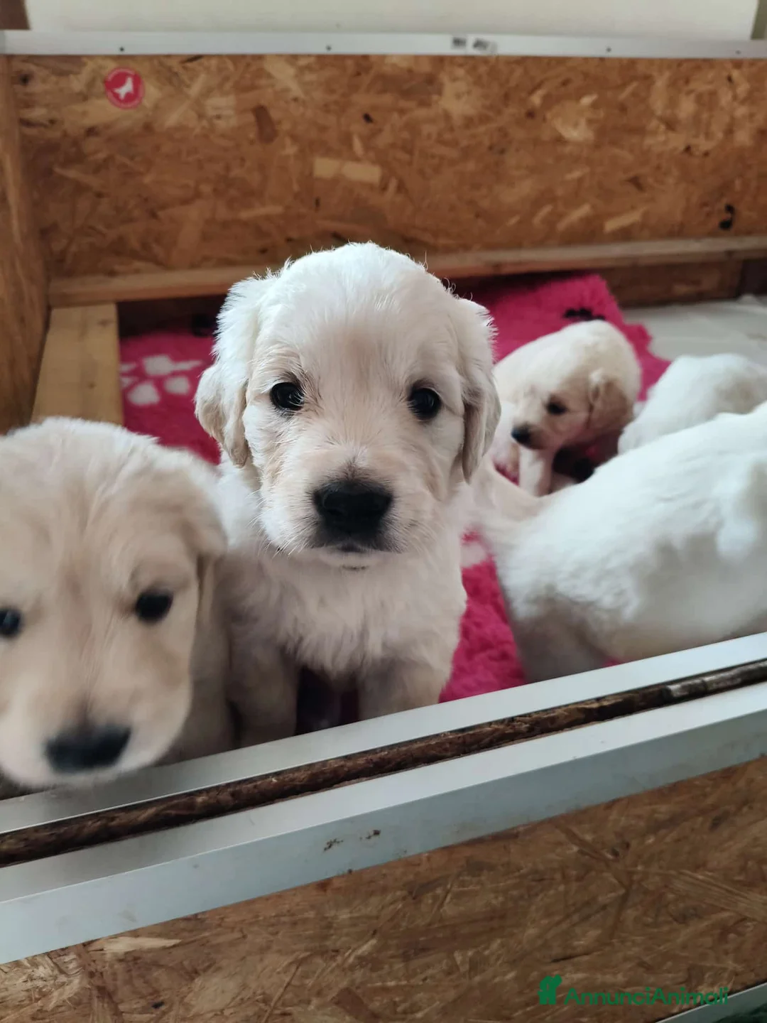 Golden Retriever cani in vendita: cuccioli golden retriever - Annuncio 2