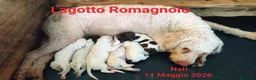 Lagotto cani in vendita: Lagotto Romagnolo  a Città Metropolitana di Firenze - Annuncio 3