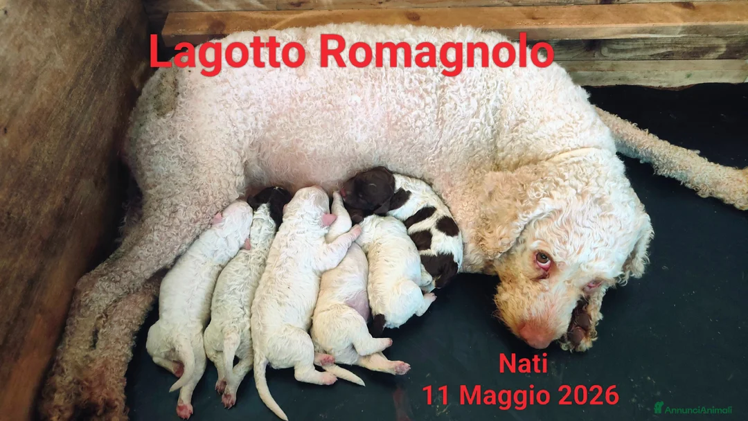 Lagotto cani in vendita: Lagotto Romagnolo  a Città Metropolitana di Firenze - Annuncio 3