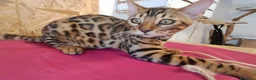 Bengala gatti in vendita: Bengala cucciole a Provincia di Treviso - Annuncio 7