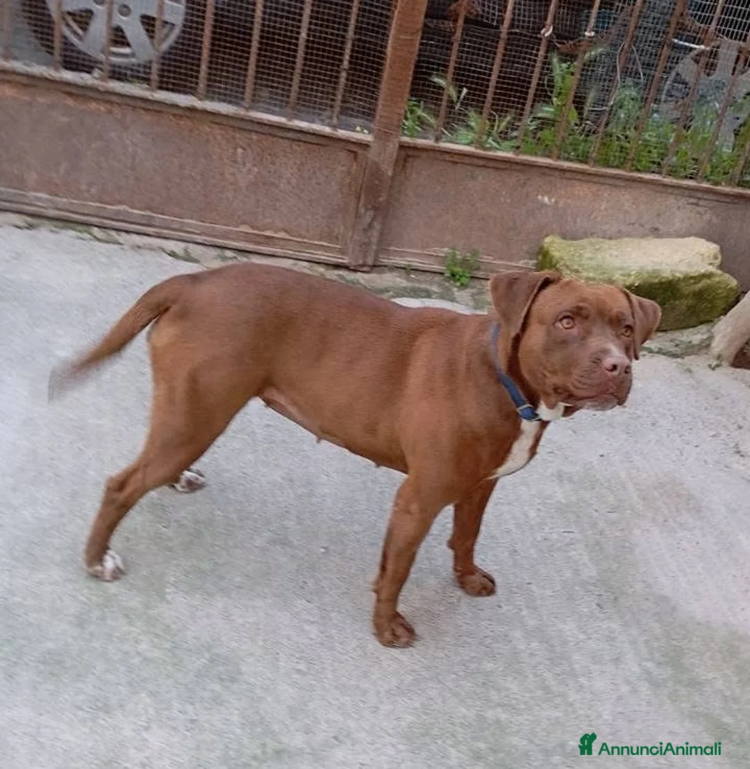 Meticcio cani in regalo: MirtillaCercaCasa a Libero consorzio comunale di Siracusa - Annuncio 2