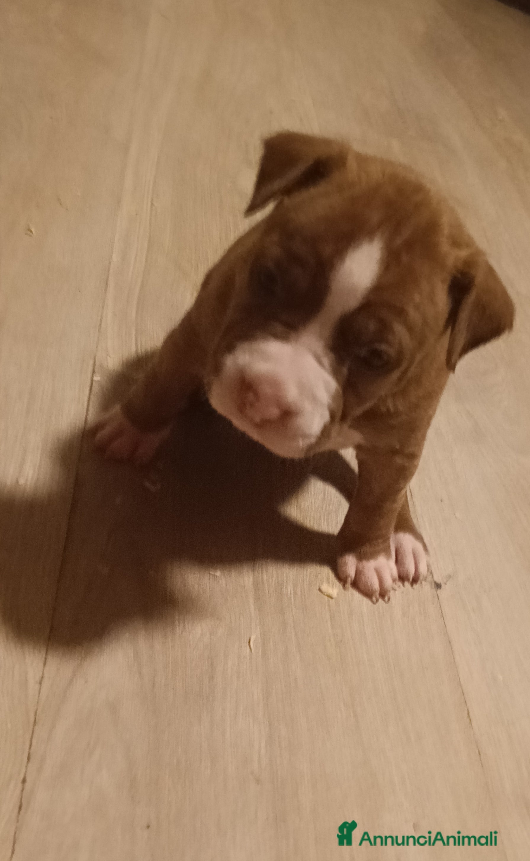 Pitbull cani Cuccioli di Pitbull con PEDIGREE  - Annuncio 6
