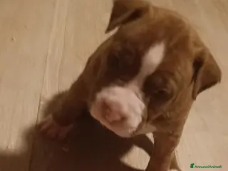 Pitbull cani Cuccioli di Pitbull con PEDIGREE - Annuncio 3
