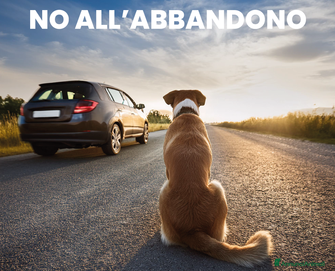 Meticcio cani in regalo: Sugar non la vuole nessuno - Annuncio 2