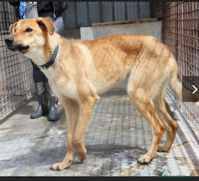 Meticcio cani 18mesi tg media portato in canile,piange!PUGLIA a Città Metropolitana di Milano - Annuncio 41