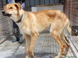 Meticcio cani 18mesi tg media portato in canile,piange!PUGLIA a Città Metropolitana di Milano - Annuncio 35