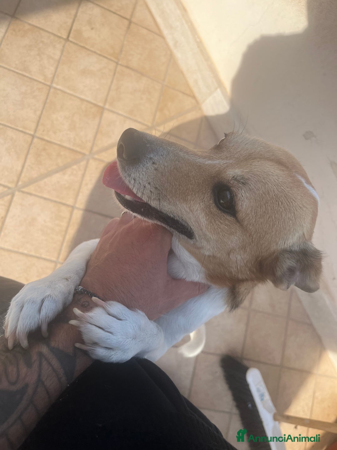 Jack Russell cani in regalo: Jack russel - Annuncio 4