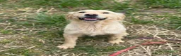 Golden Retriever cani in regalo: HONEY, mix GOLDEN RETRIEVER dolce come il miele! - Annuncio 3
