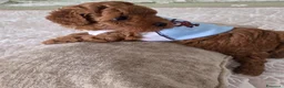 Barboncino cani in vendita: Barboncino  a Provincia di Vercelli - Annuncio 5