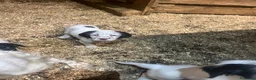 Setter Inglese cani in vendita: Setter inglesi bianco fegato - Annuncio 8