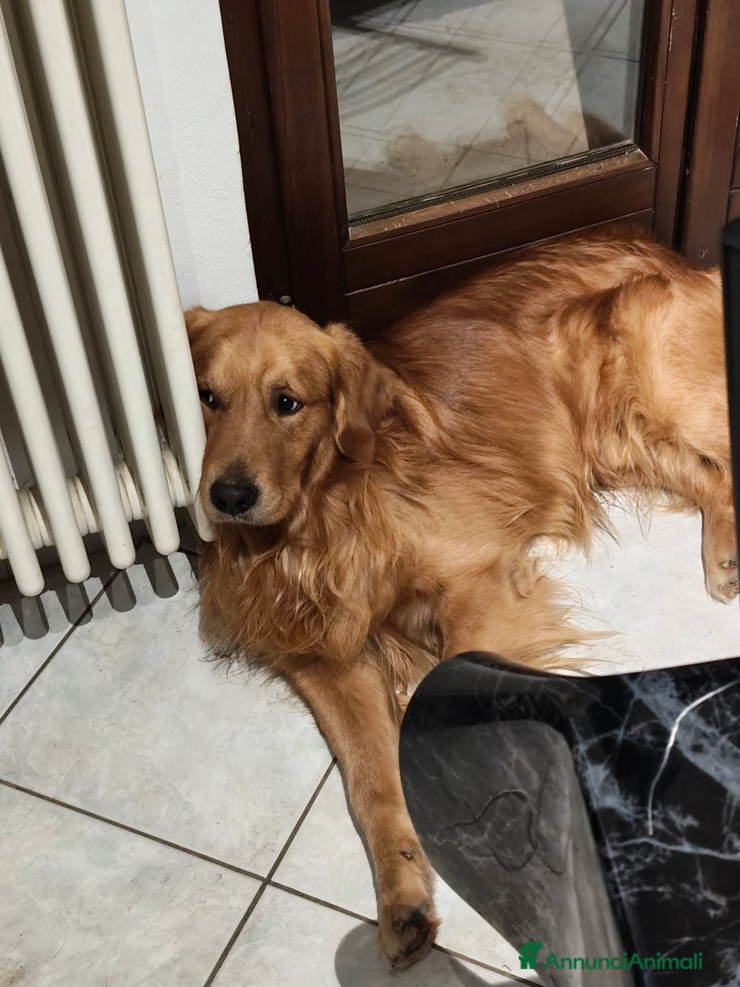 Golden Retriever cani in vendita: Golden retriever  - Annuncio 8