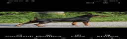 Pinscher Miniatura cani in vendita: Pinscher nano  - Annuncio 23