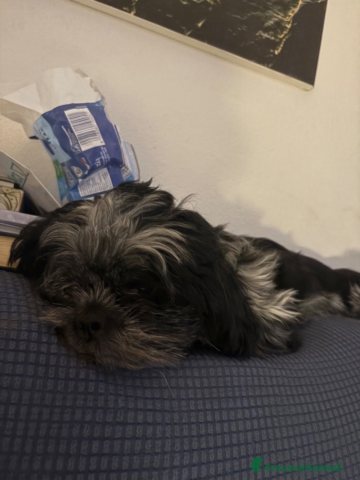 Meticcio cani Cerchiamo cagnetta per accoppiamento - Annuncio 3
