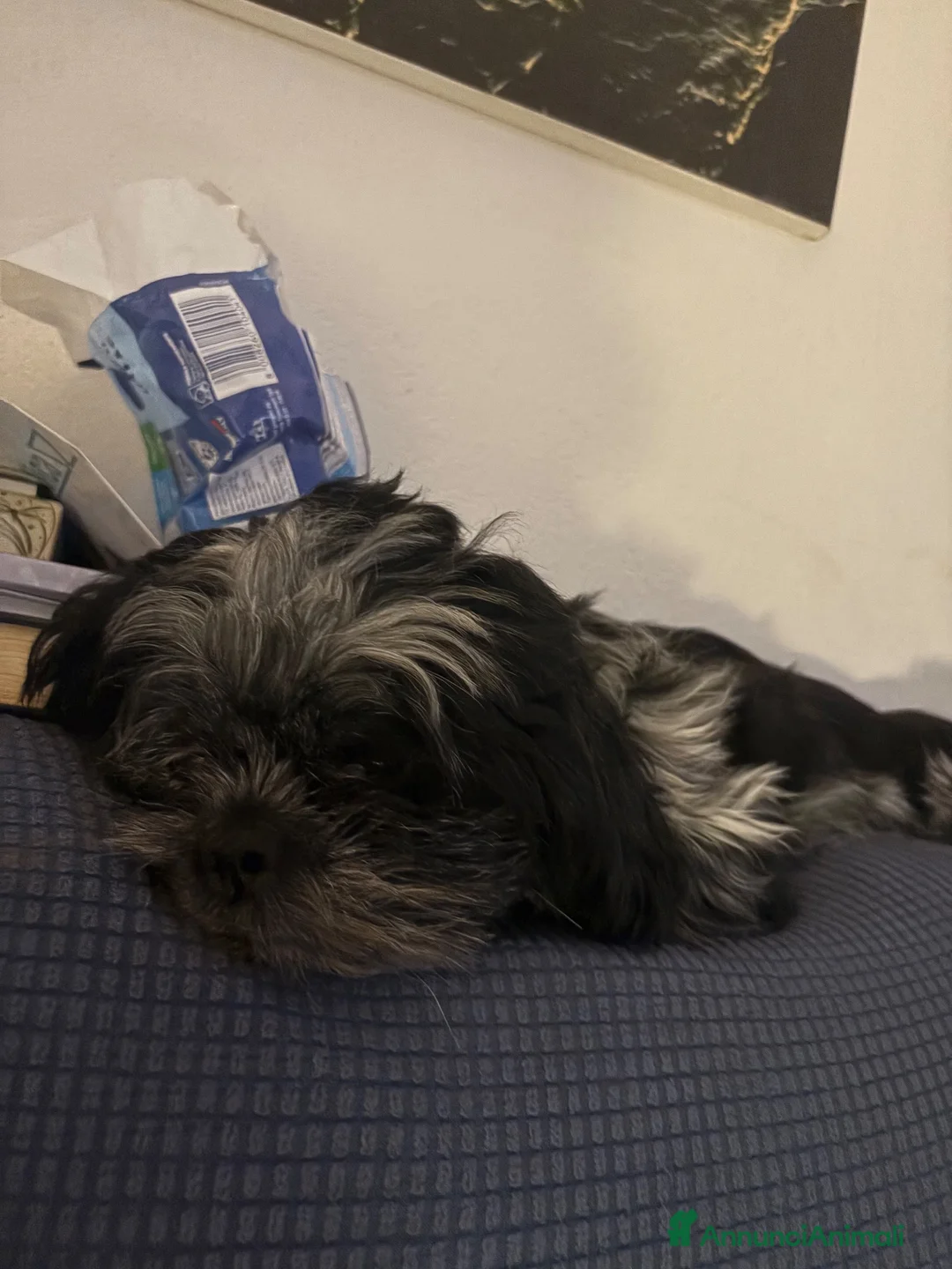 Meticcio cani per accoppiamento: Cerchiamo cagnetta per accoppiamento - Annuncio 1