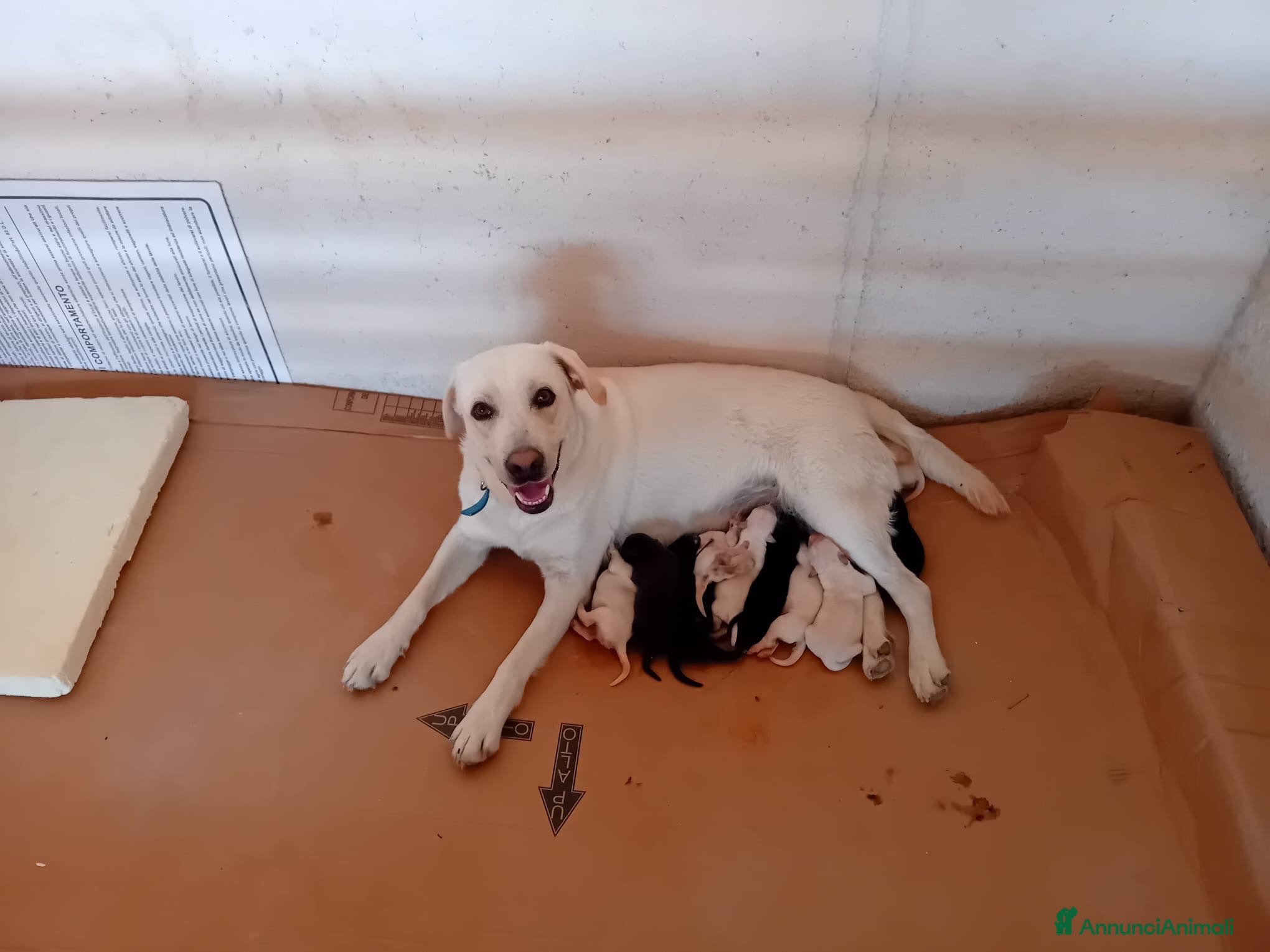 Meticcio cani Cuccioli simil Labrador - Disponibili tra 1 mese - Annuncio 5