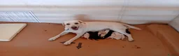 Meticcio cani in vendita: Cuccioli simil Labrador - Disponibili tra 1 mese a Città metropolitana di Palermo - Annuncio 1