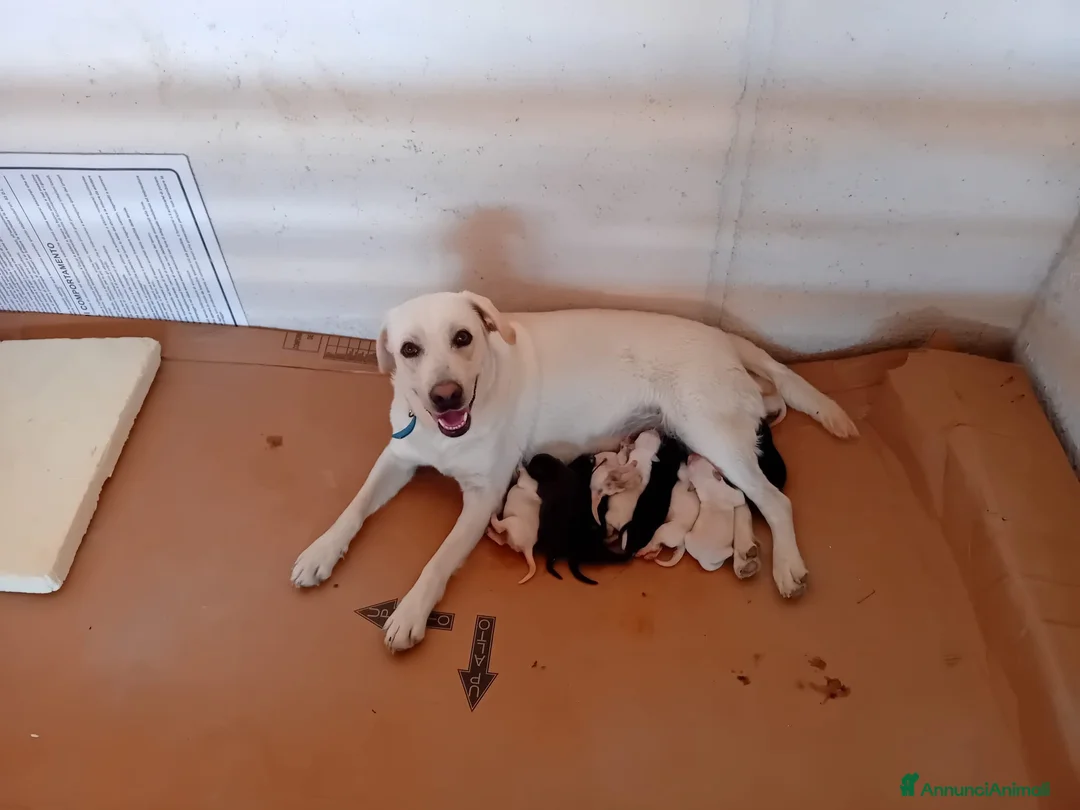 Meticcio cani in vendita: Cuccioli simil Labrador - Disponibili tra 1 mese a Città metropolitana di Palermo - Annuncio 1