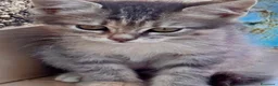 Meticcio gatti in regalo: 2 bellissime gattine Sciacca/Ribera - Annuncio 1
