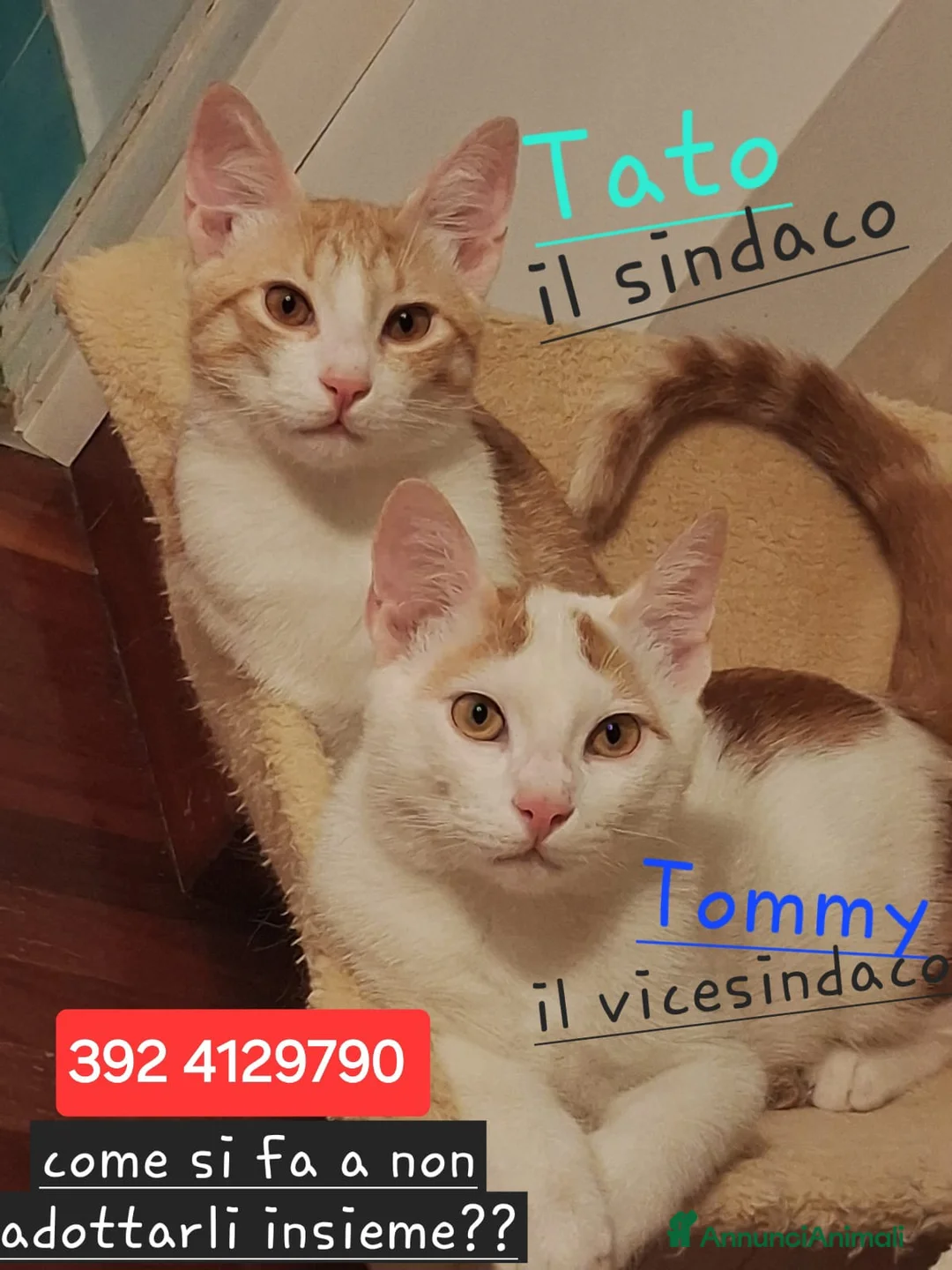 Europeo gatti in regalo: Tato e tommy - Annuncio 2
