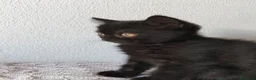 Scottish gatti in vendita: Gatti schottish  - Annuncio 11