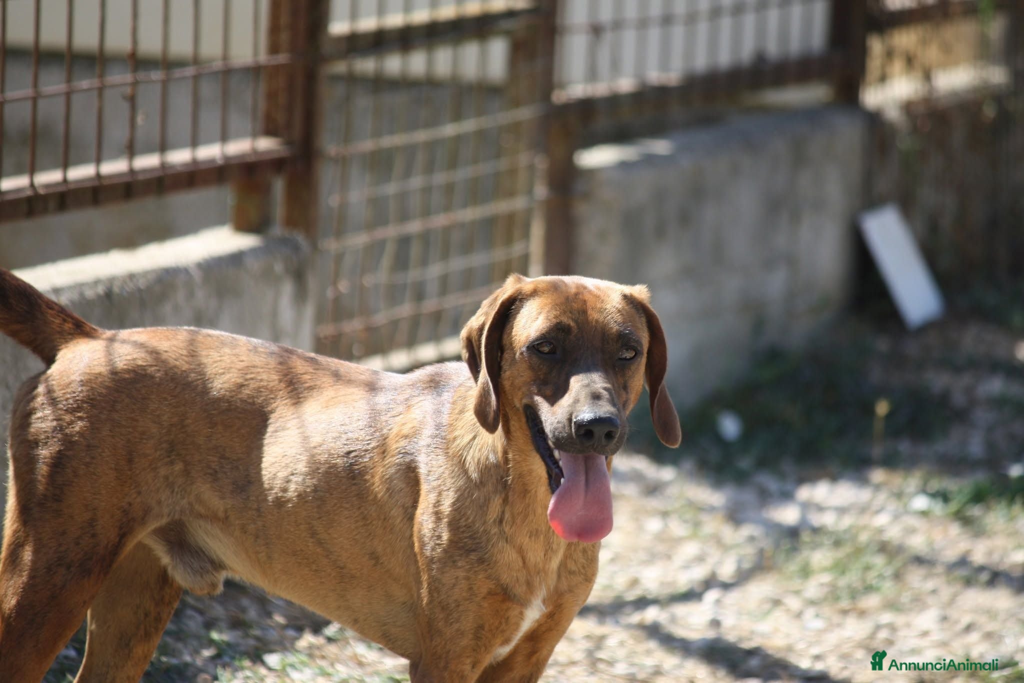 Meticcio cani Giordan giovane segugio in adozione  - Annuncio 28