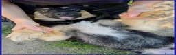 Meticcio cani in regalo: SEMOLINO un amore di cane - Annuncio 2