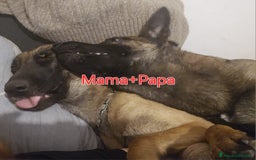 Pastore Belga cani in vendita: Pastore Belga cuccioli a Venedig - Immagine 6