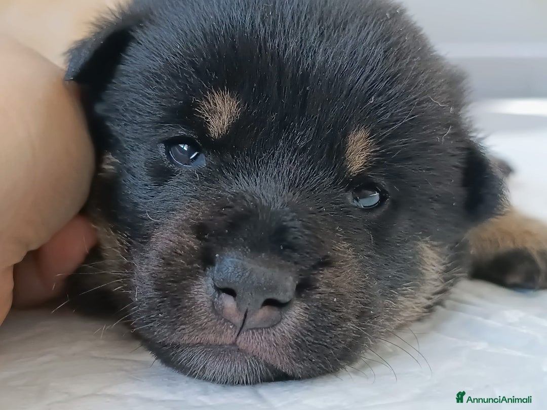 Shiba Inu cani in vendita: Cuccioli di Shiba Inu - Annuncio 3