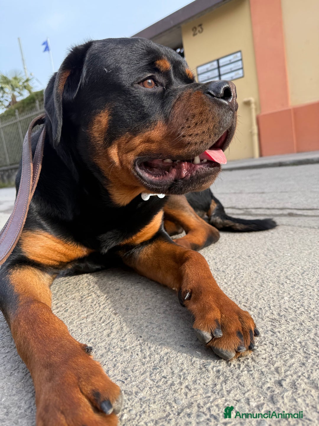 Rottweiler cani in vendita: Cucciolo di Rotweiler, 10 mesi - Annuncio 1