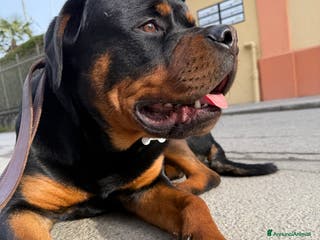 Rottweiler cani Cucciolo di Rotweiler, 10 mesi - Annuncio 3