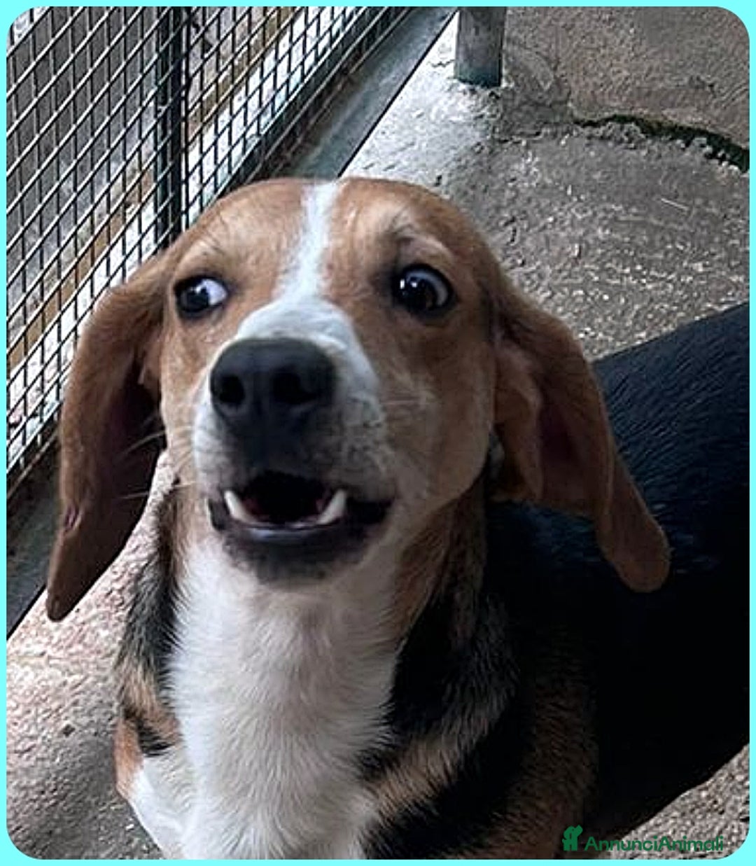 Beagle cani in regalo: NAPOLEONE MIX BEAGLE 4 ANNI SI DISPERA NEL SUO BOX - Annuncio 3